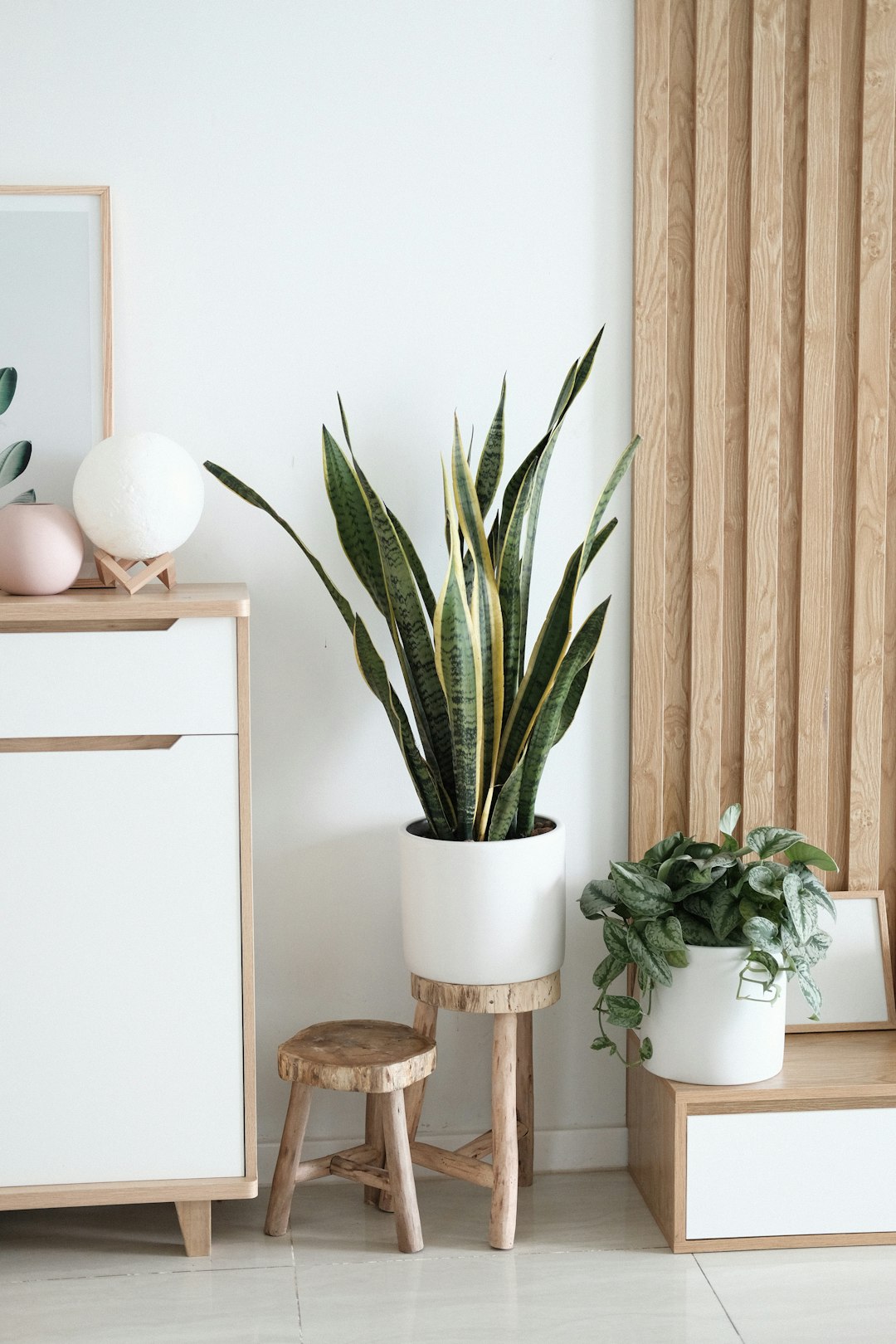 The Magic of Indoor Plants in Home Decor