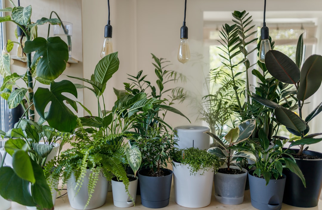 Transform Your Home: Creating an Indoor Oasis with Houseplants