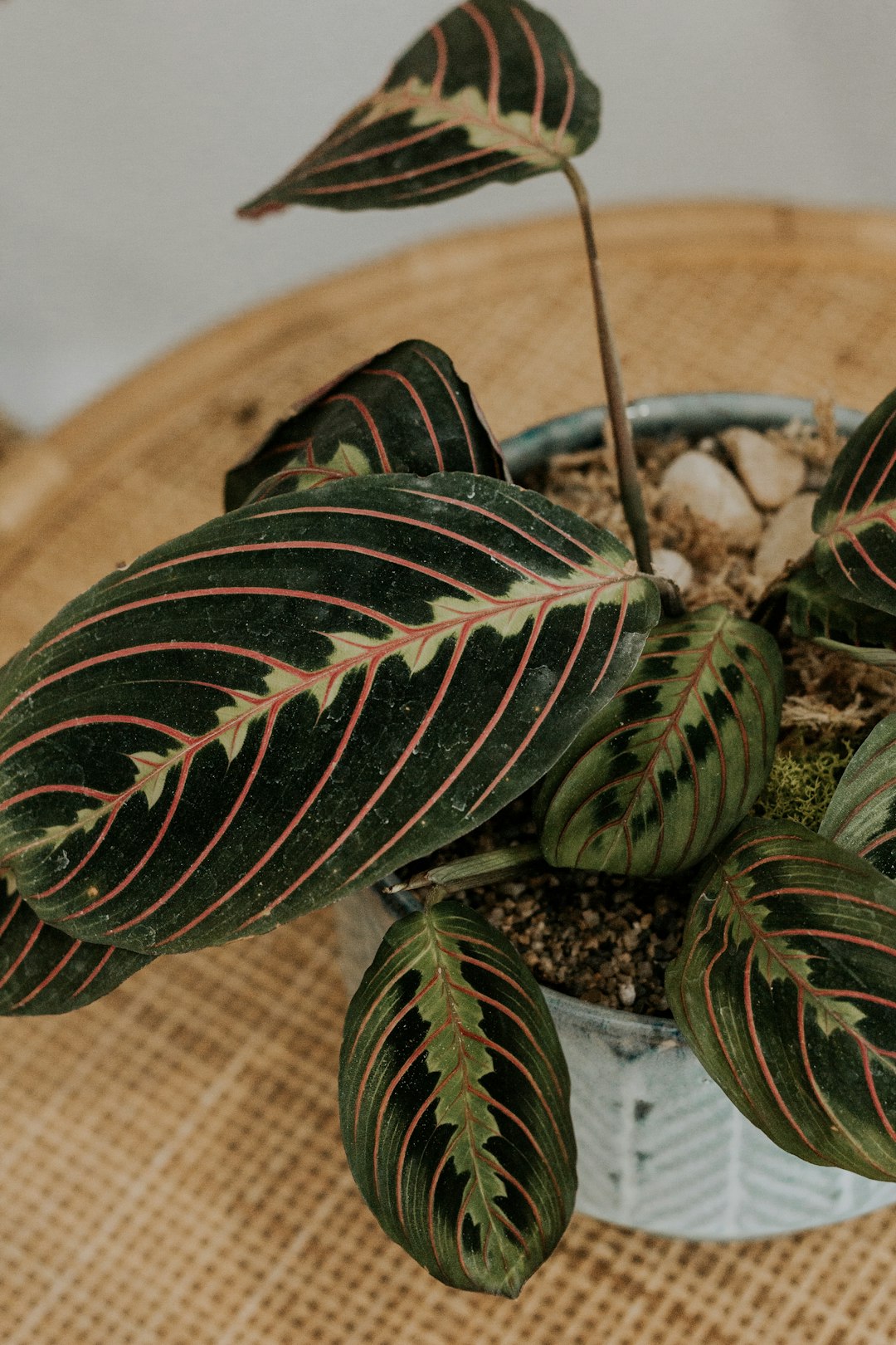 Rattan and Wicker: Timeless Trends in Home Decor