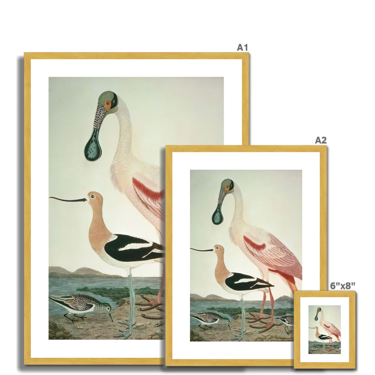 Warnick Spoonbill, Alexander Wilson 1808 Antique Framed & Mounted Print