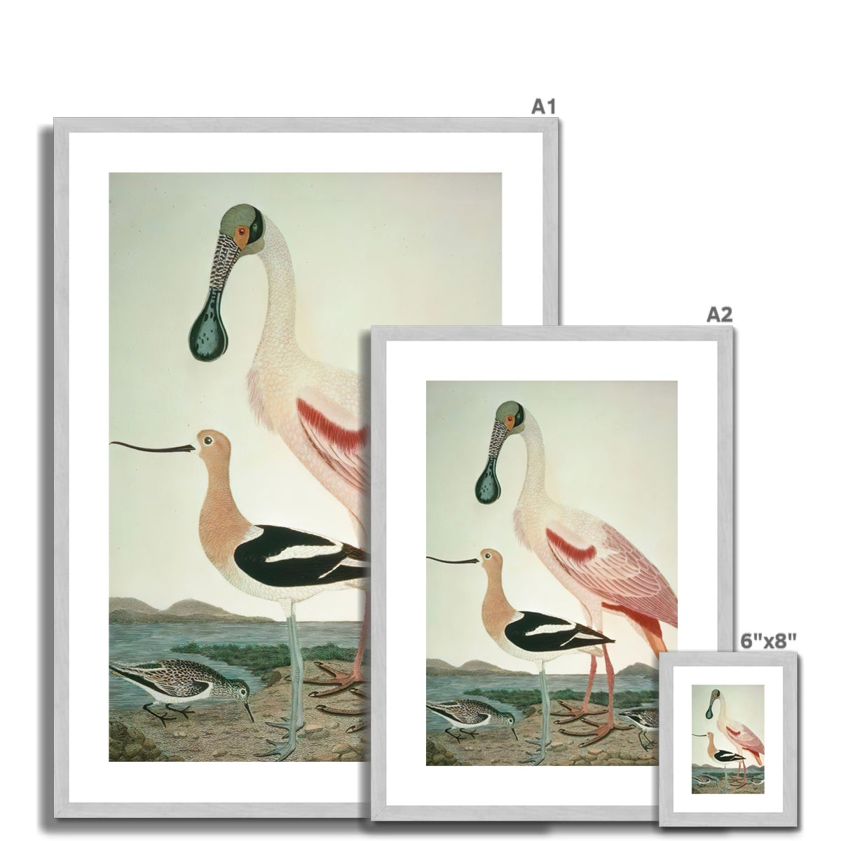 Warnick Spoonbill, Alexander Wilson 1808 Antique Framed & Mounted Print