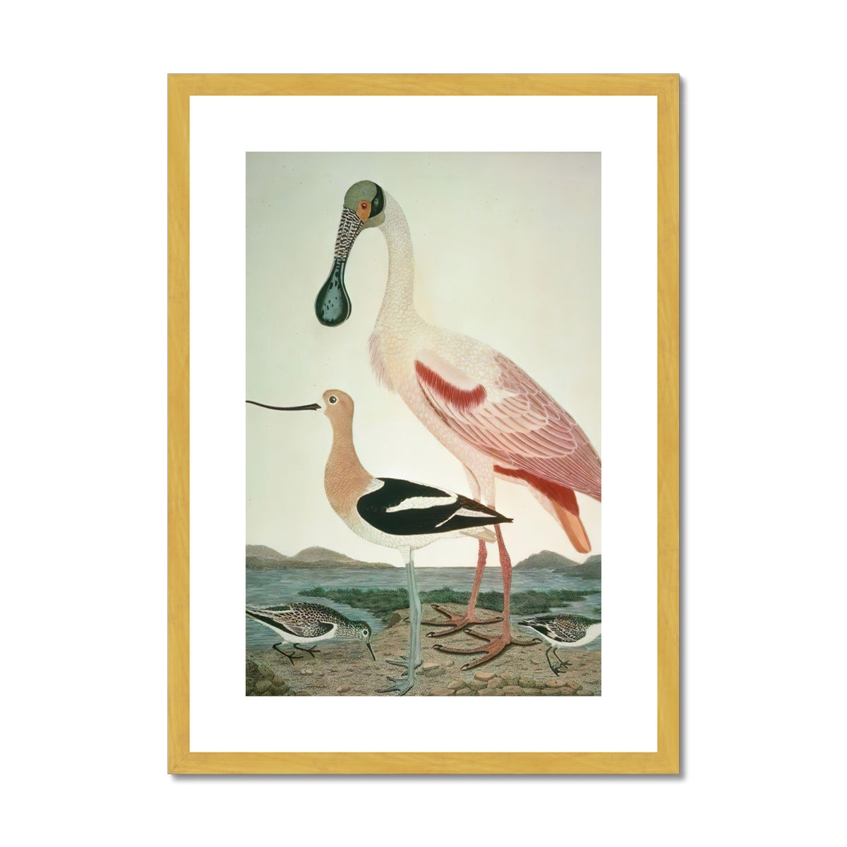 Warnick Spoonbill, Alexander Wilson 1808 Antique Framed & Mounted Print