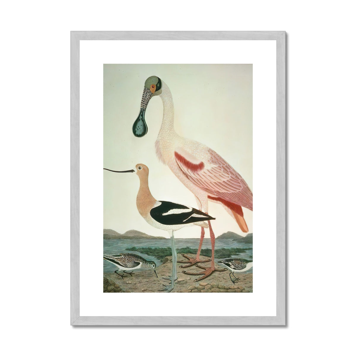 Warnick Spoonbill, Alexander Wilson 1808 Antique Framed & Mounted Print