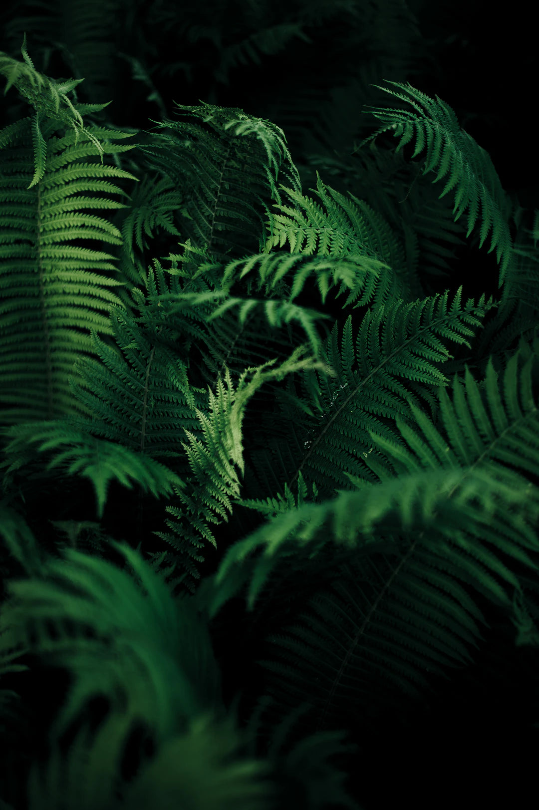 The Impact of Nature in Maximalist Decor