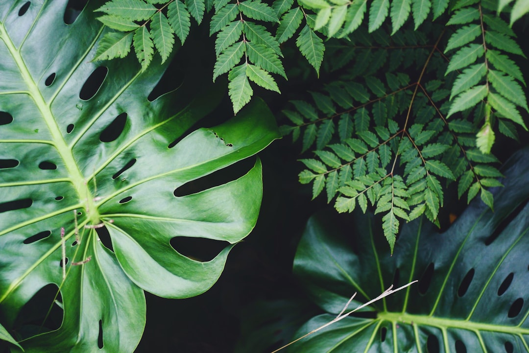 The Beauty of Biophilia in Home Decor