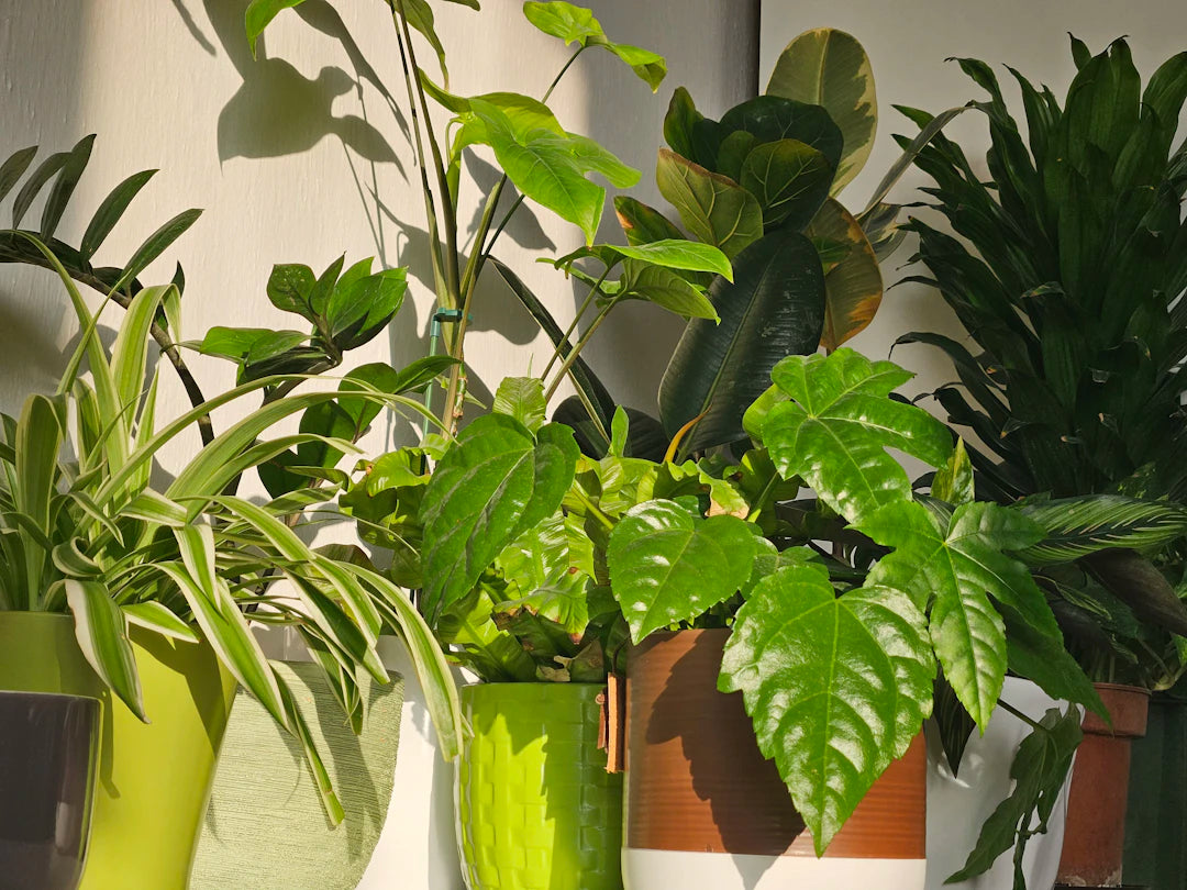 Embracing Nature Plants in Maximalist Interiors