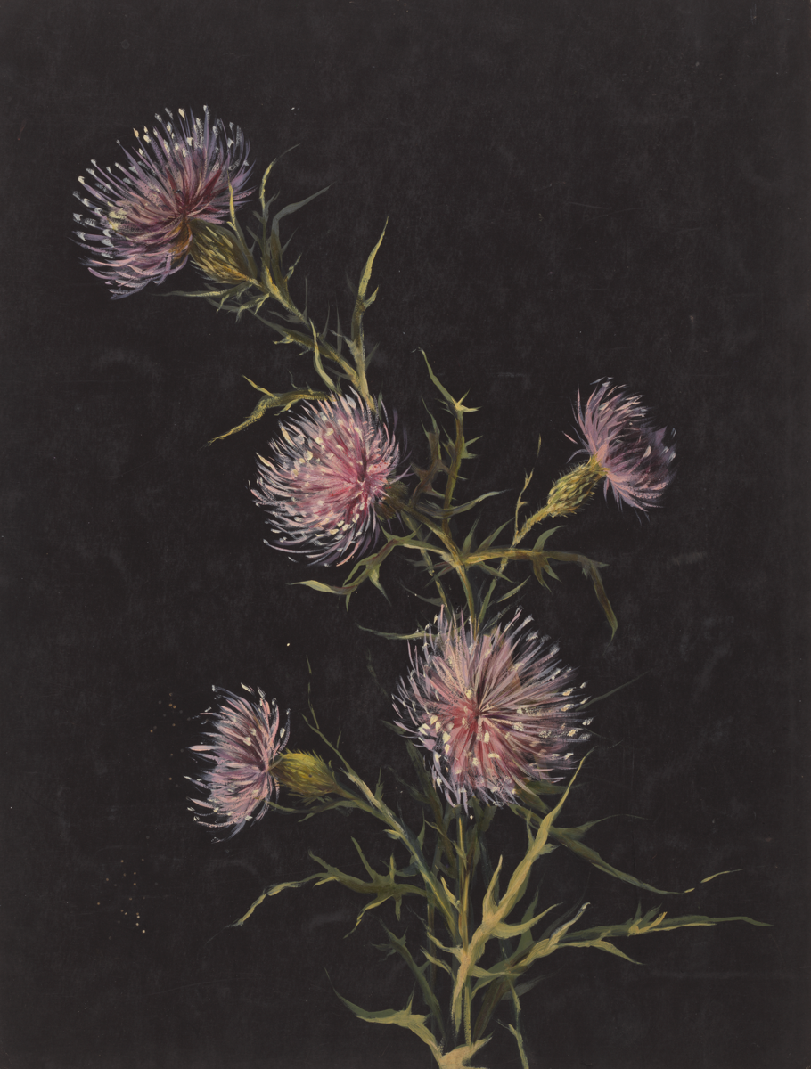 study of thistle