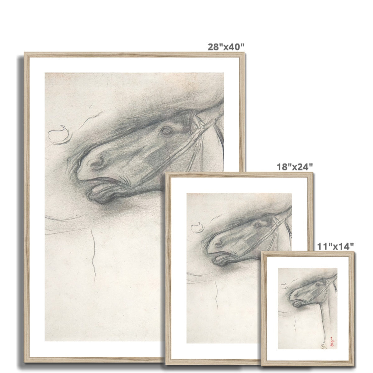 horse study Framed & Mounted Print